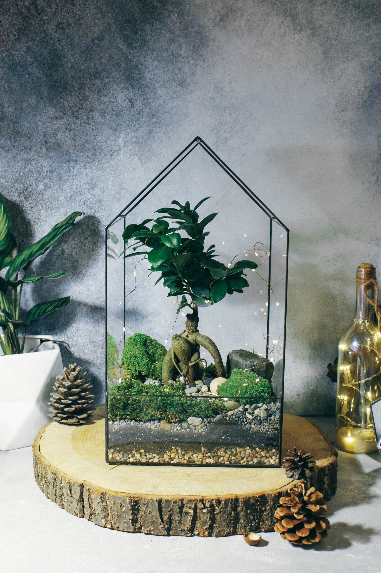 Бонсай в домике