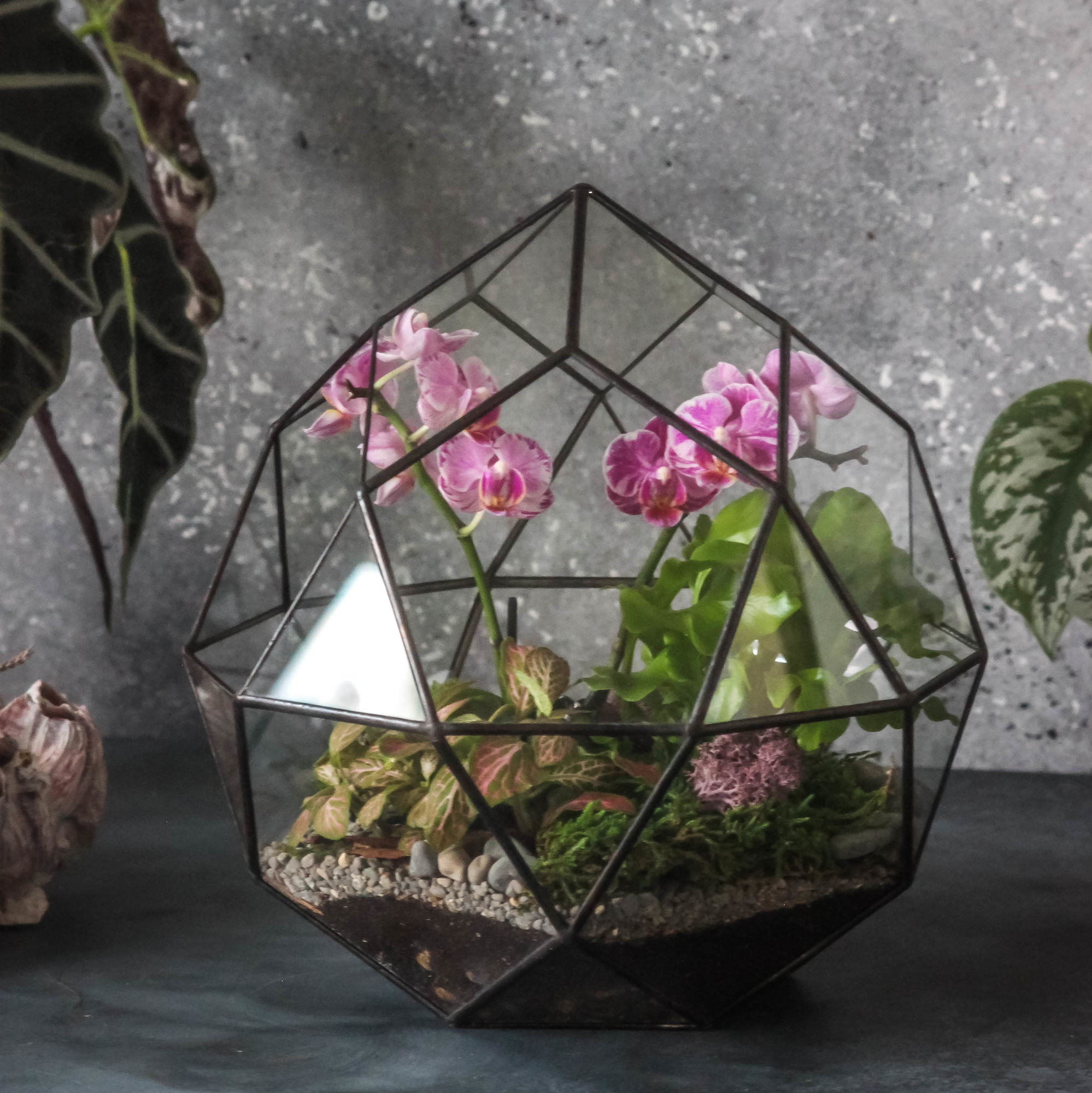 Флорариум Комета с орхидеей