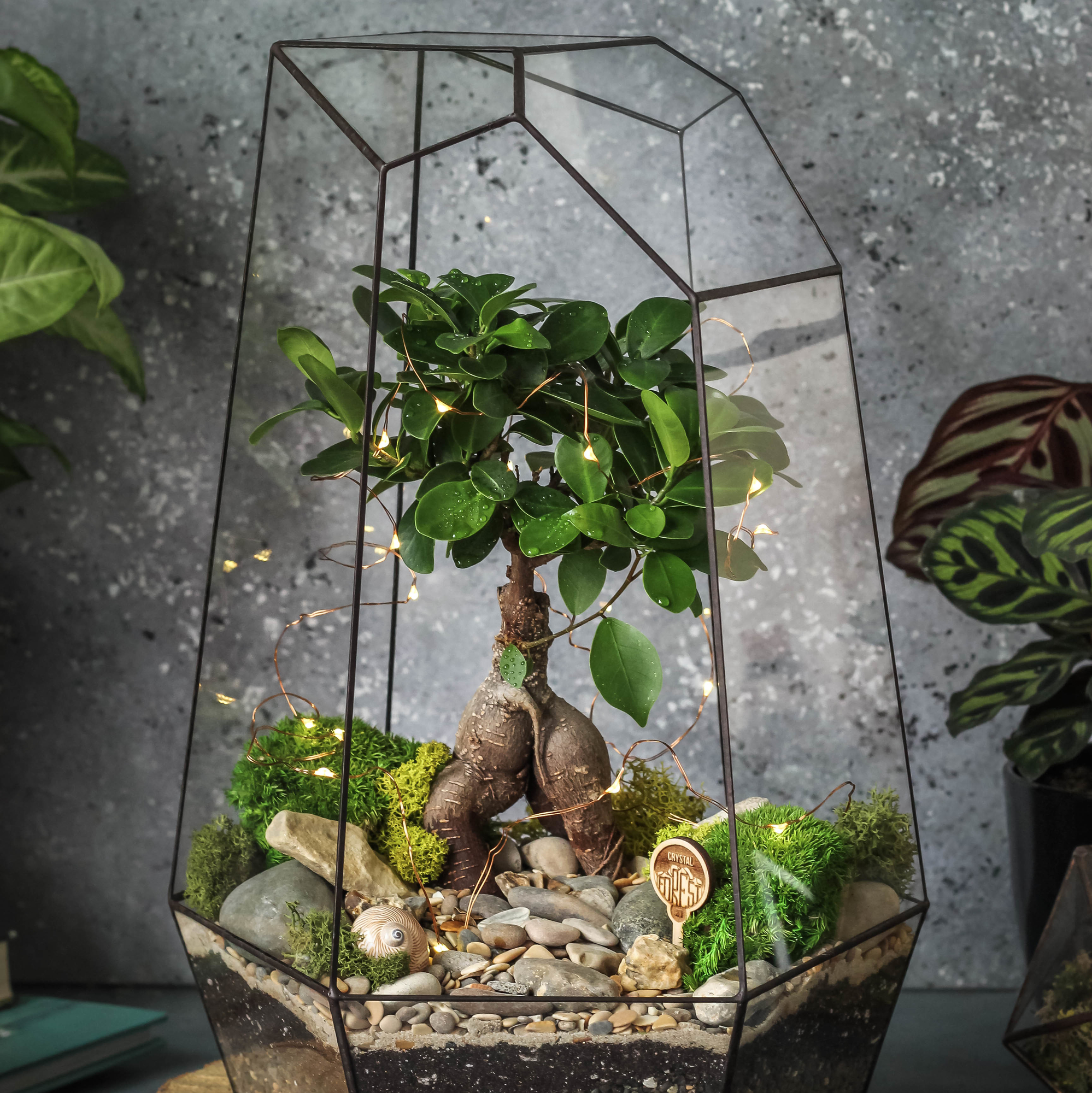 Кассиопея бонсай