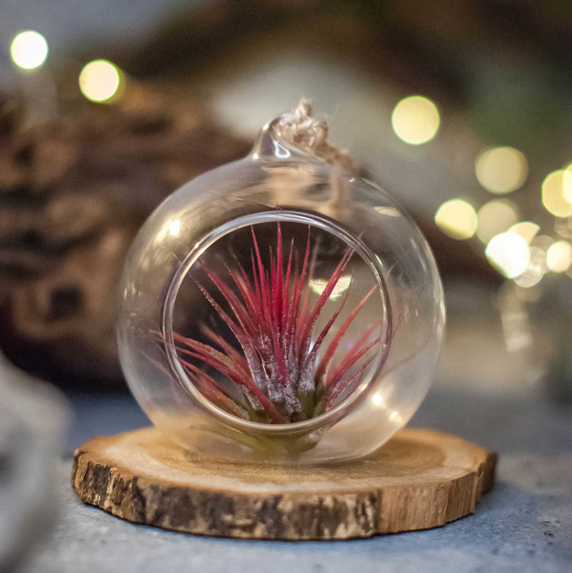 Тилландсия в шаре, D 8 см, Red