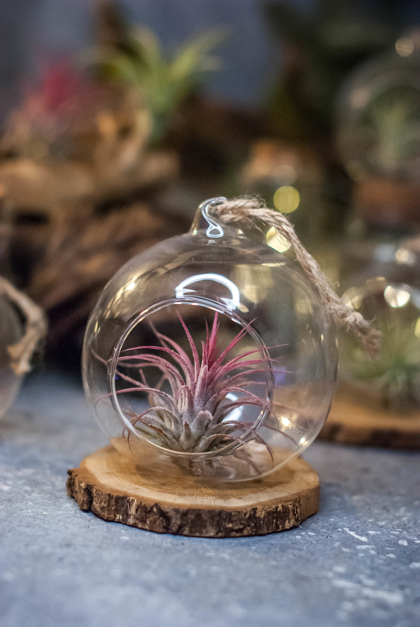 Тилландсия в шаре D 10 см, Red