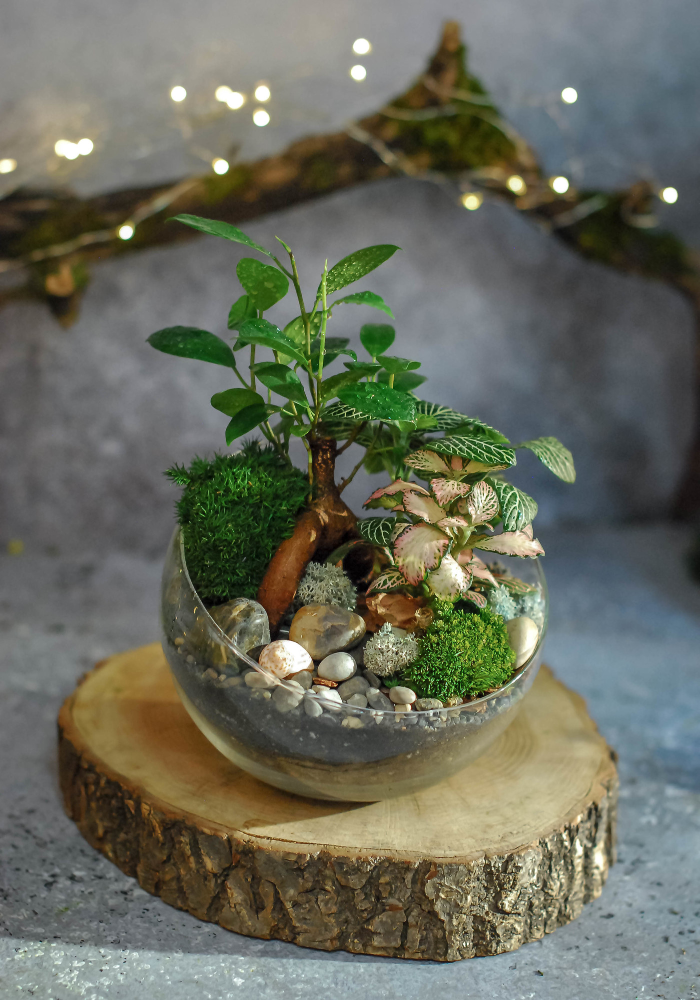 Бонсариум в полусфере