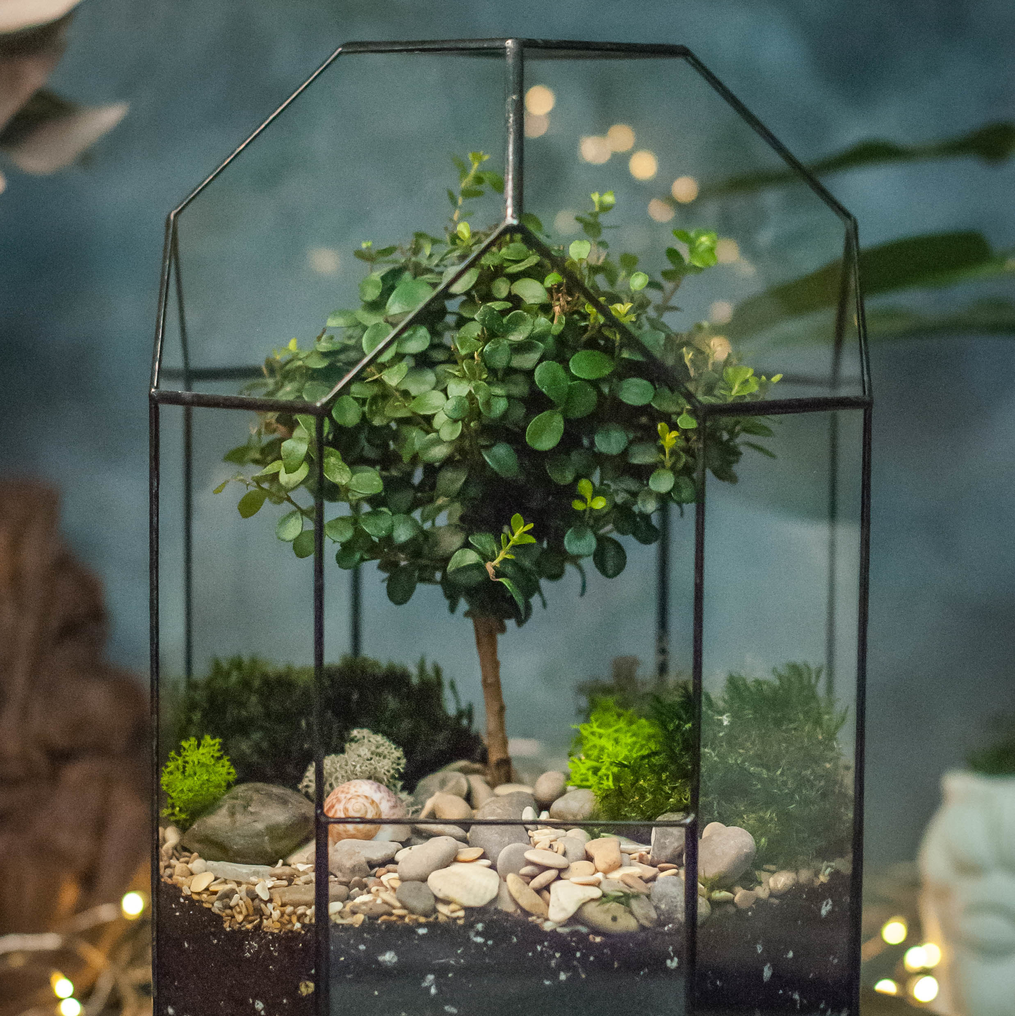 Бонсариум 27 см. с мирсиной