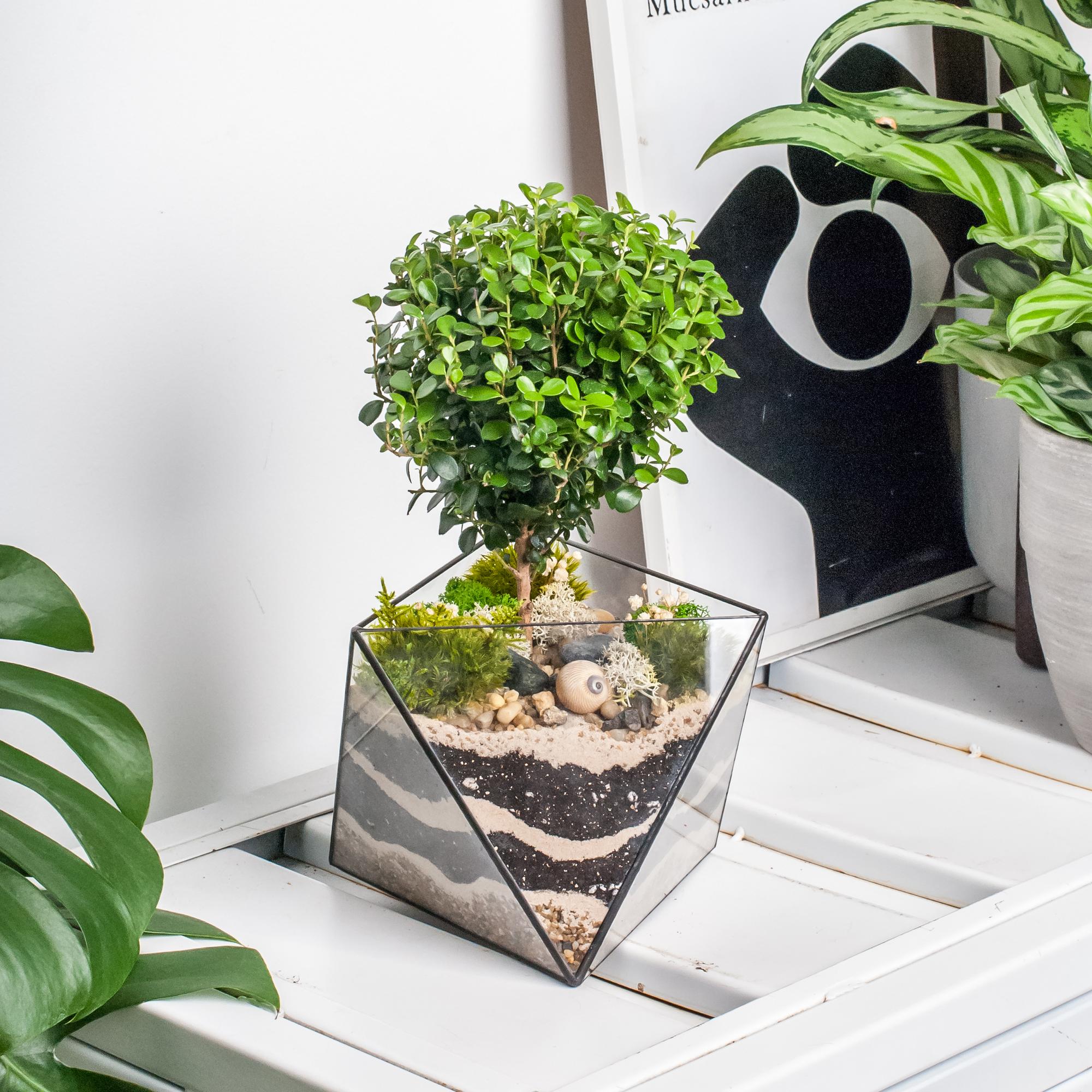 Мирсина в октаэдре S, М