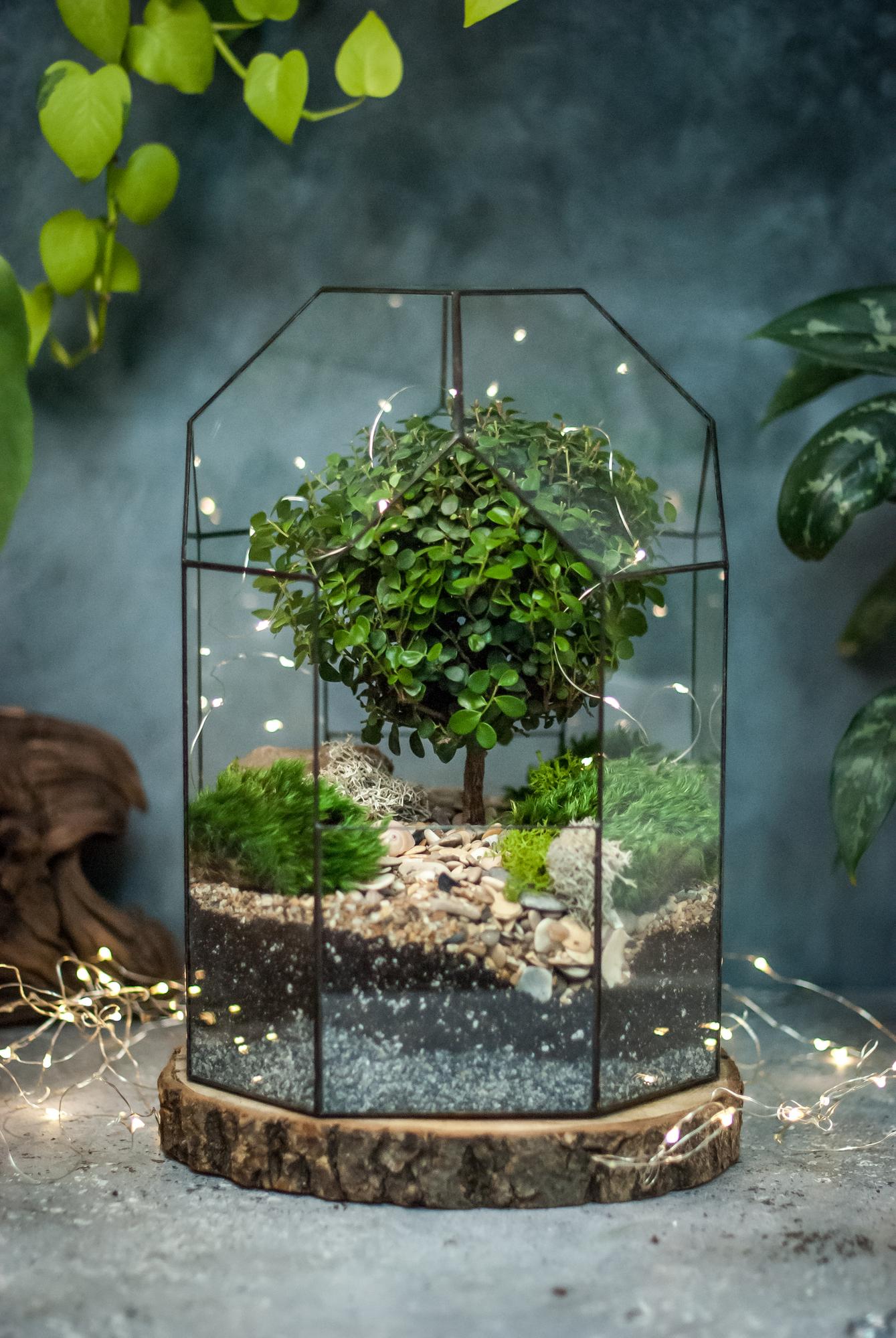 Бонсариум с мирсиной 35 см.