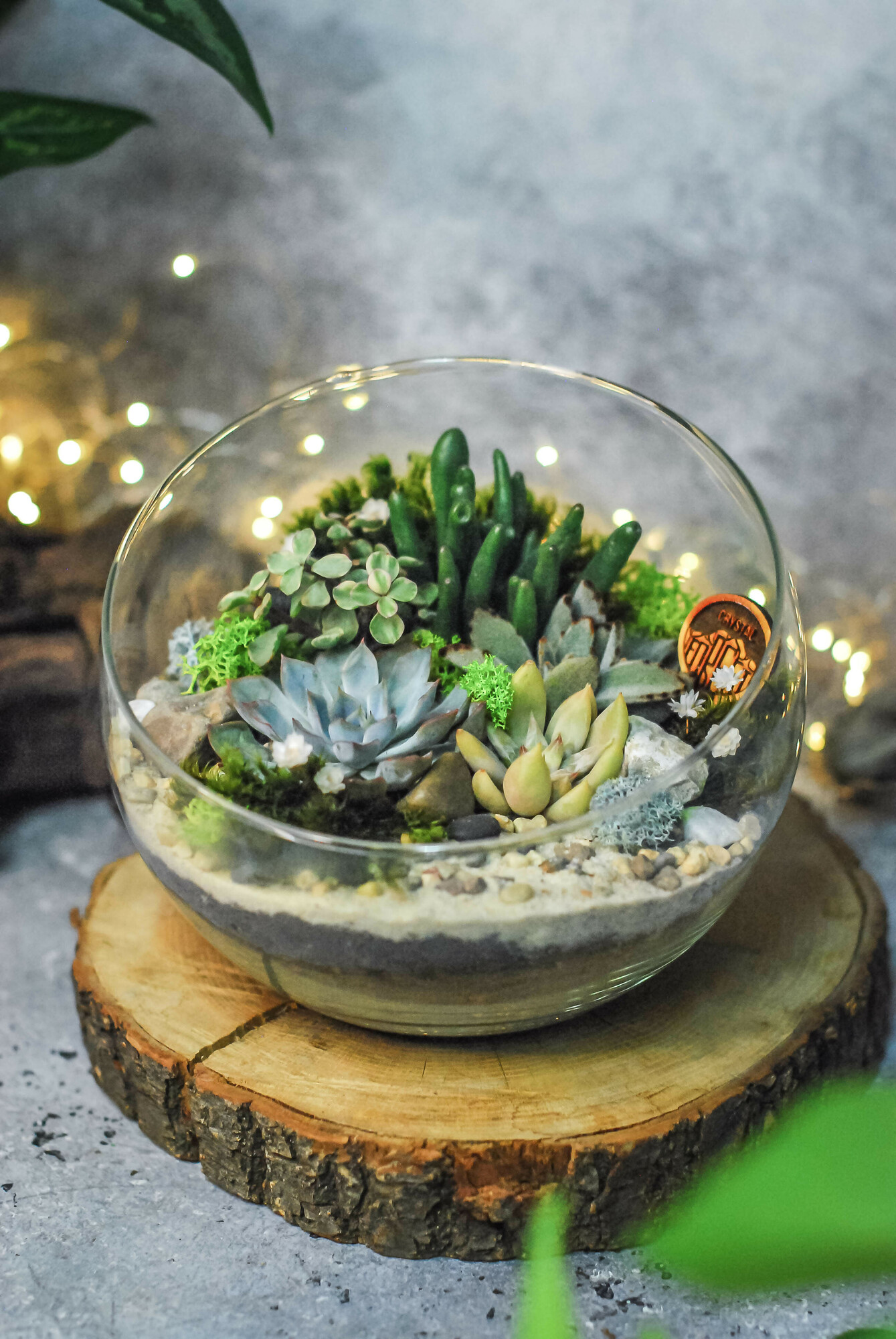 Полусфера с суккулентами S, M, L