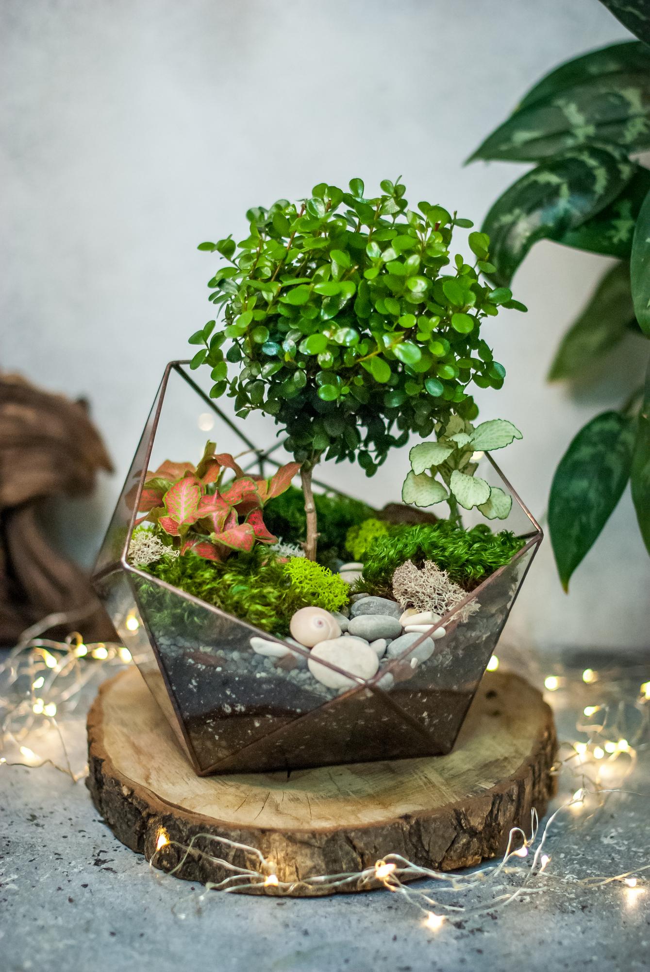 Икосаэдр L c мирсиной и фиттонией