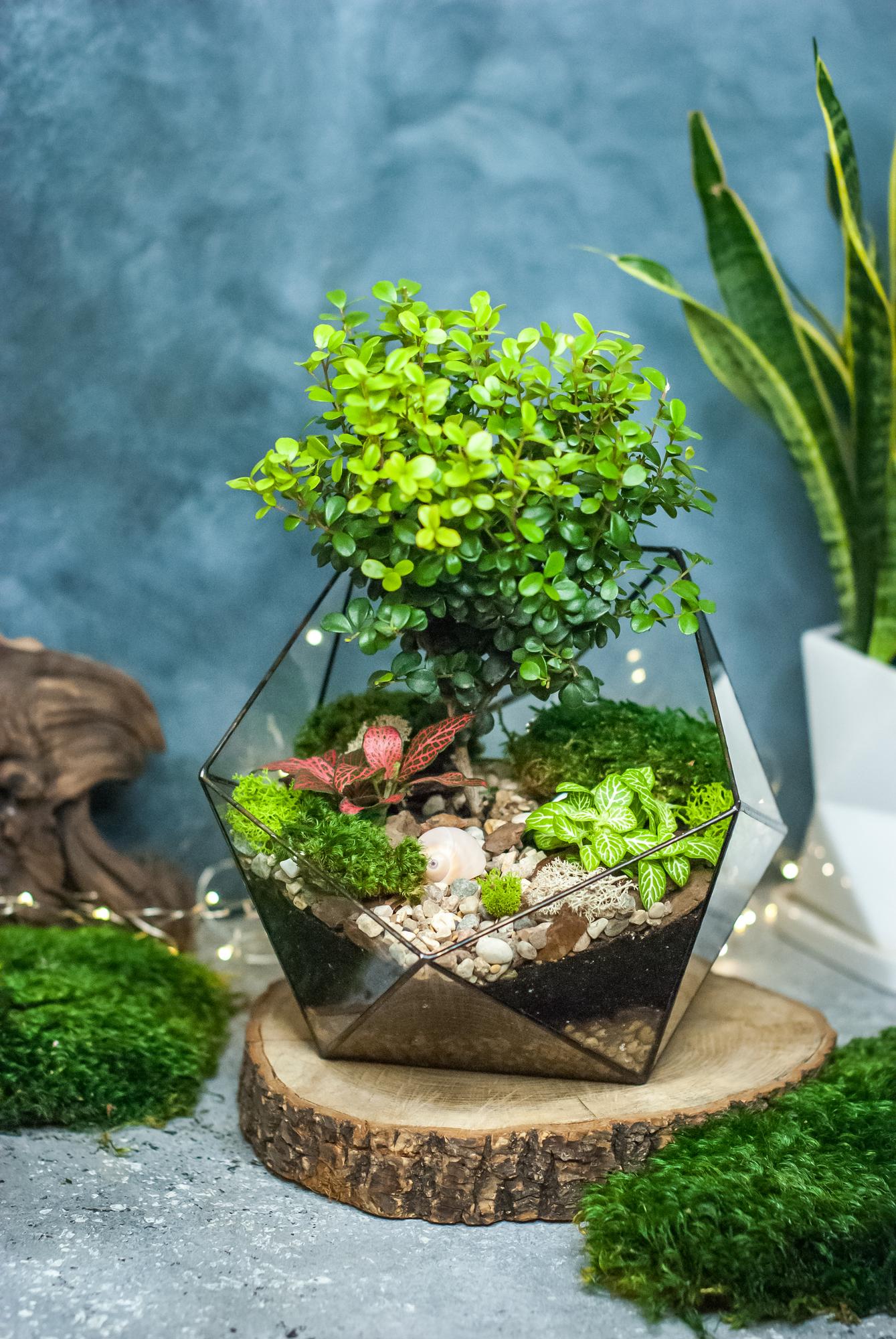 Икосаэдр XL c большой мирсиной и фиттонией