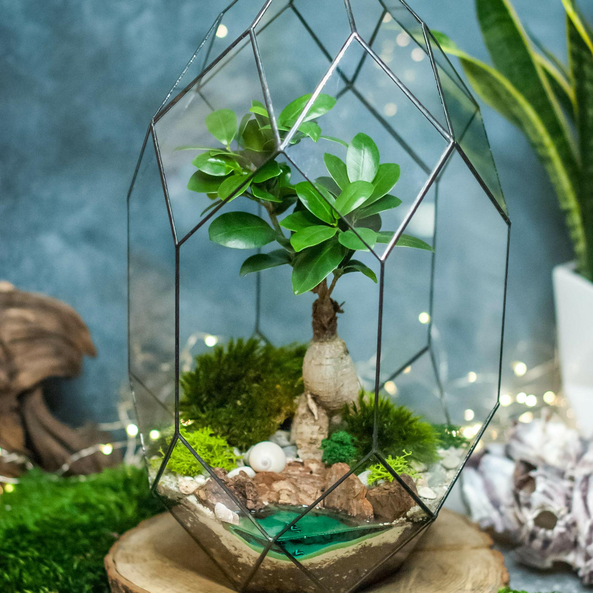 Андромеда с фикусом Гинсенг и водоёмом