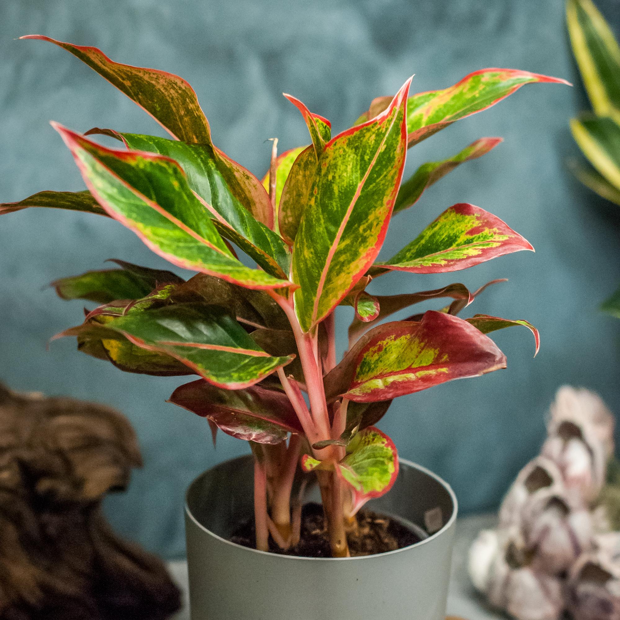 Аглаонема Крит