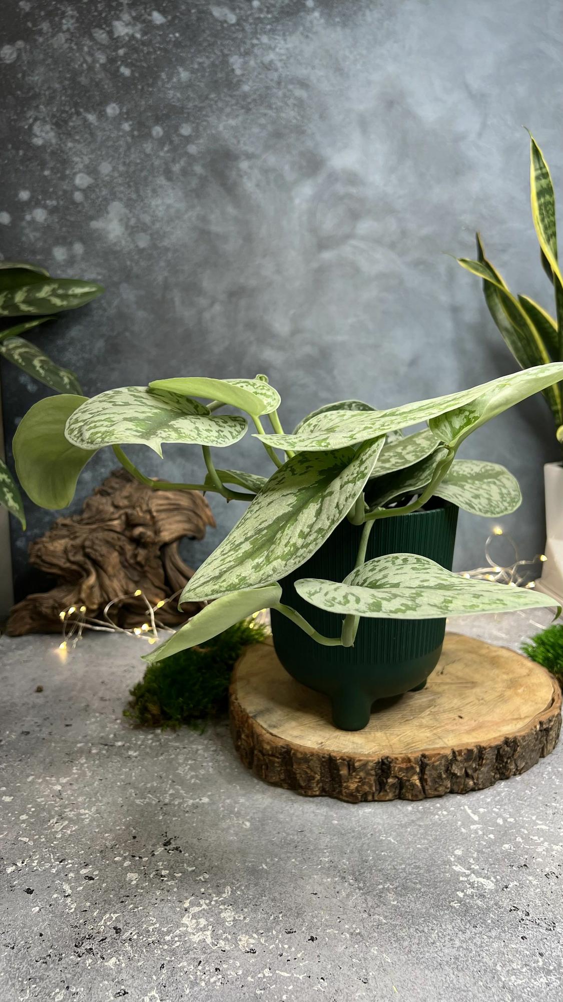 Сциндаптус пиктус Требе