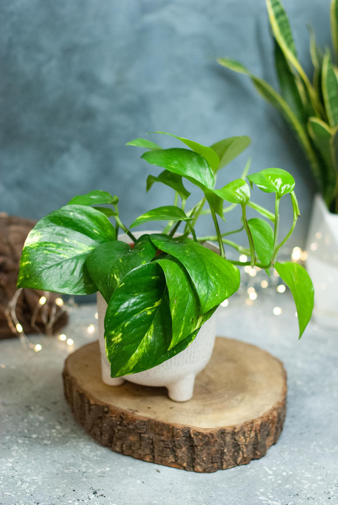 Эпипренум Ауреум