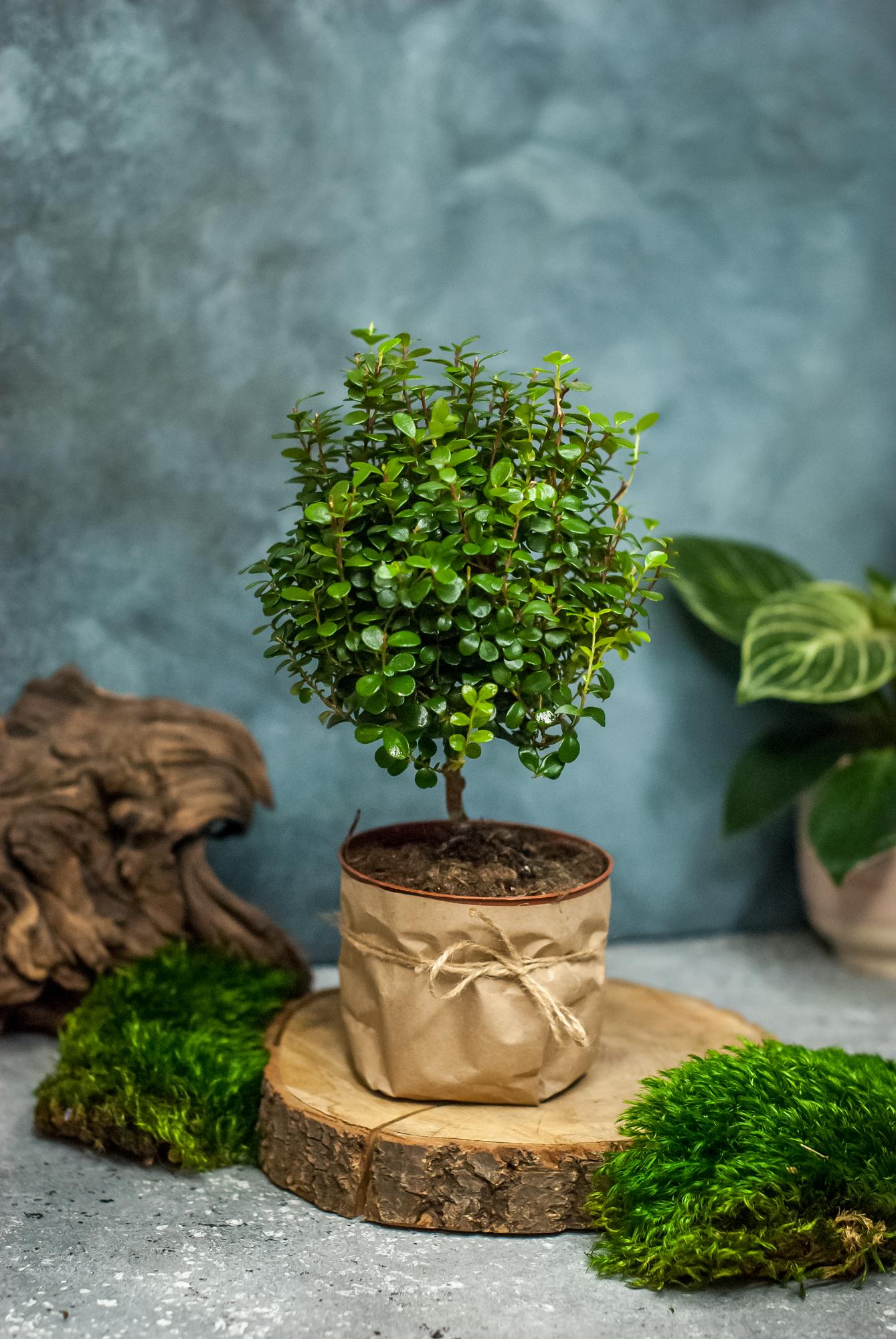 Мирсина 30 см