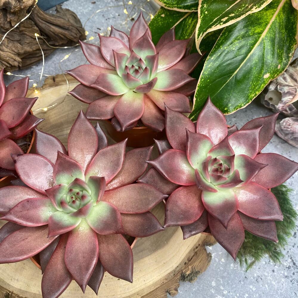 Эхеверия Таурус