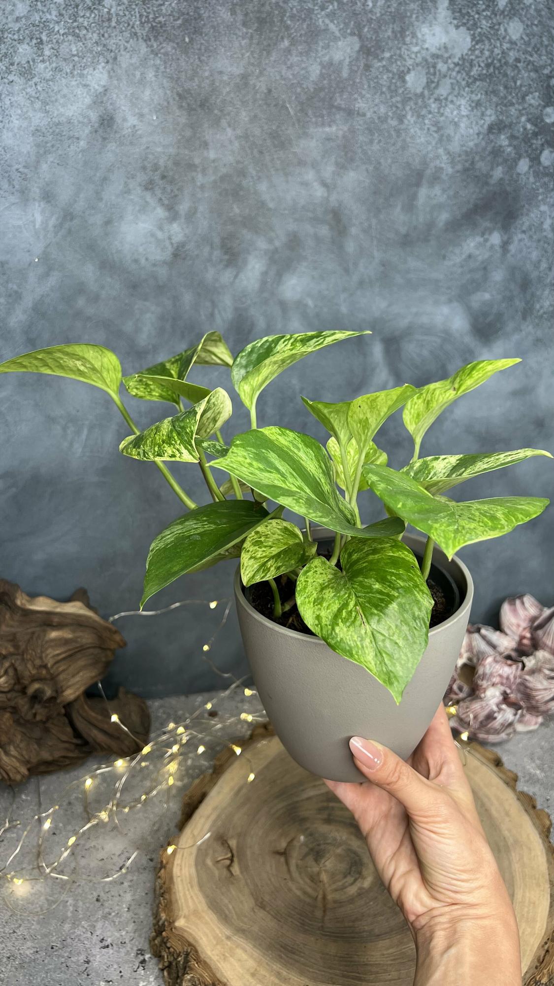 Эпипремнум Марбл Квин