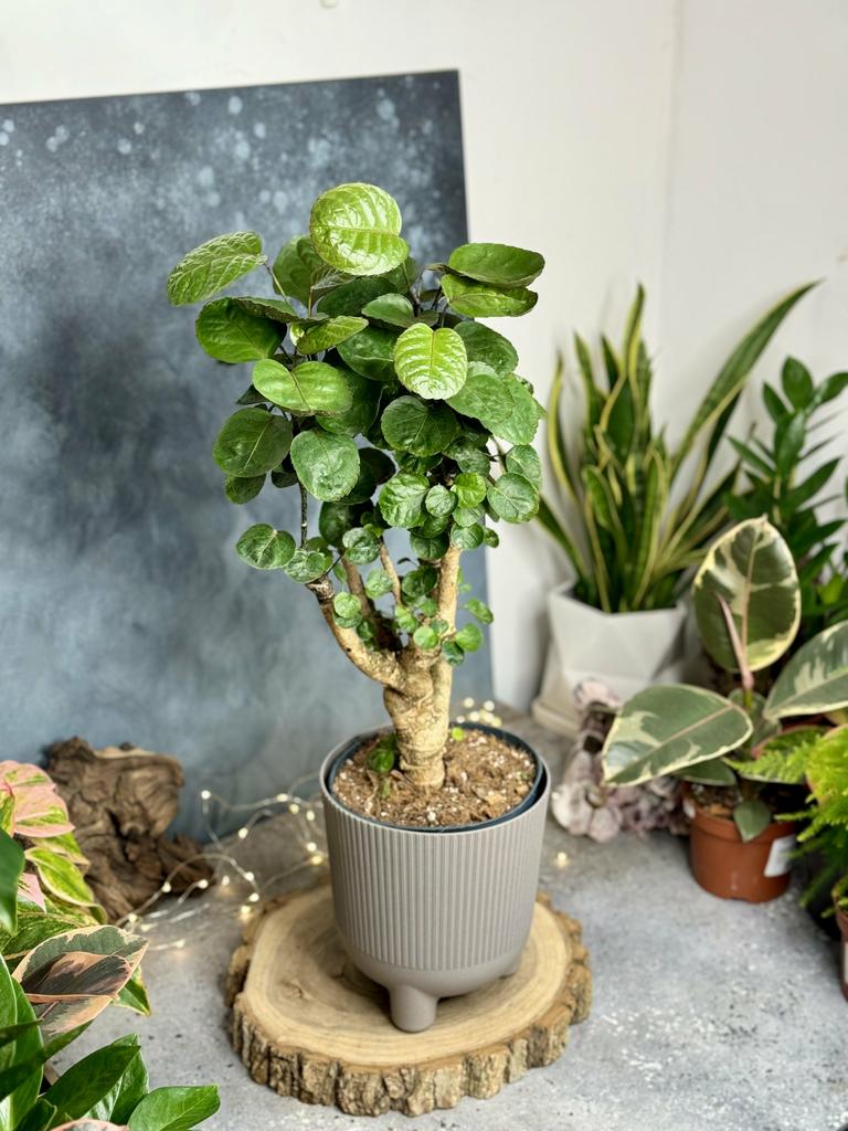 Полисциас микс бранч