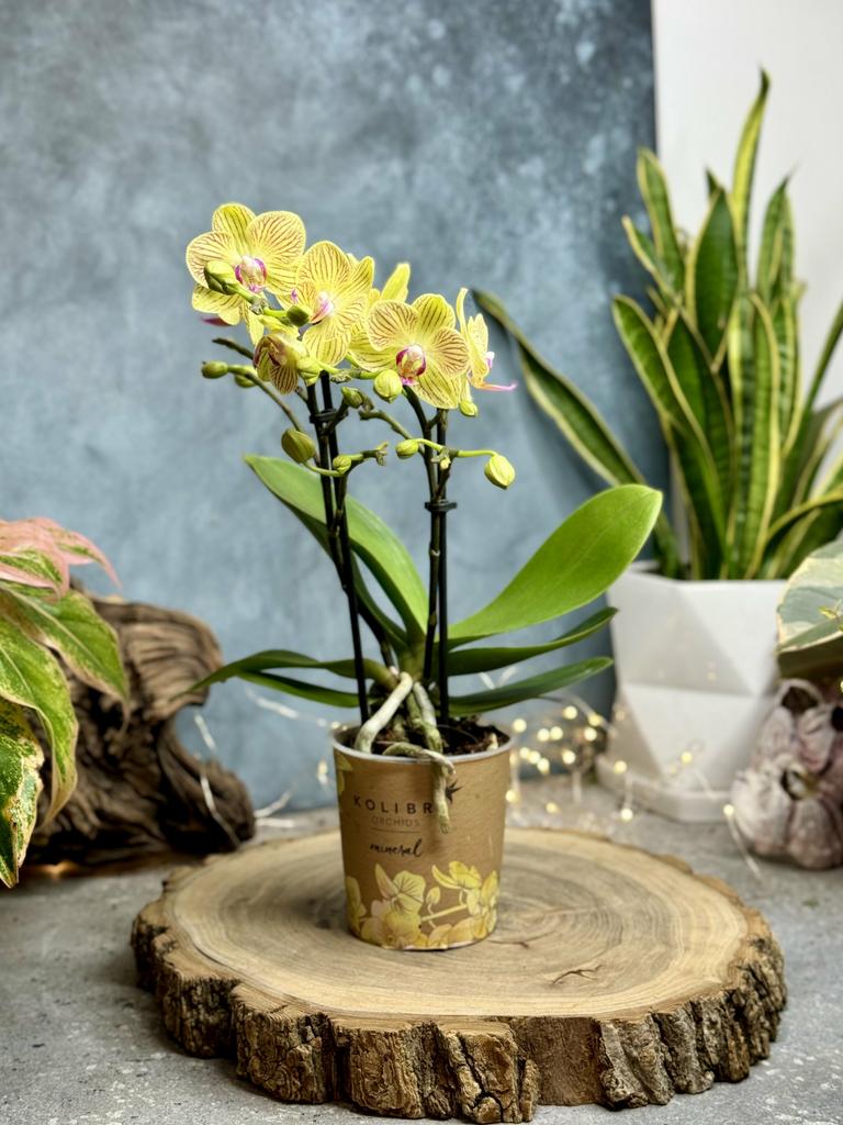 Орхидея Фаленопсис Литтл Колибри 2 ветки