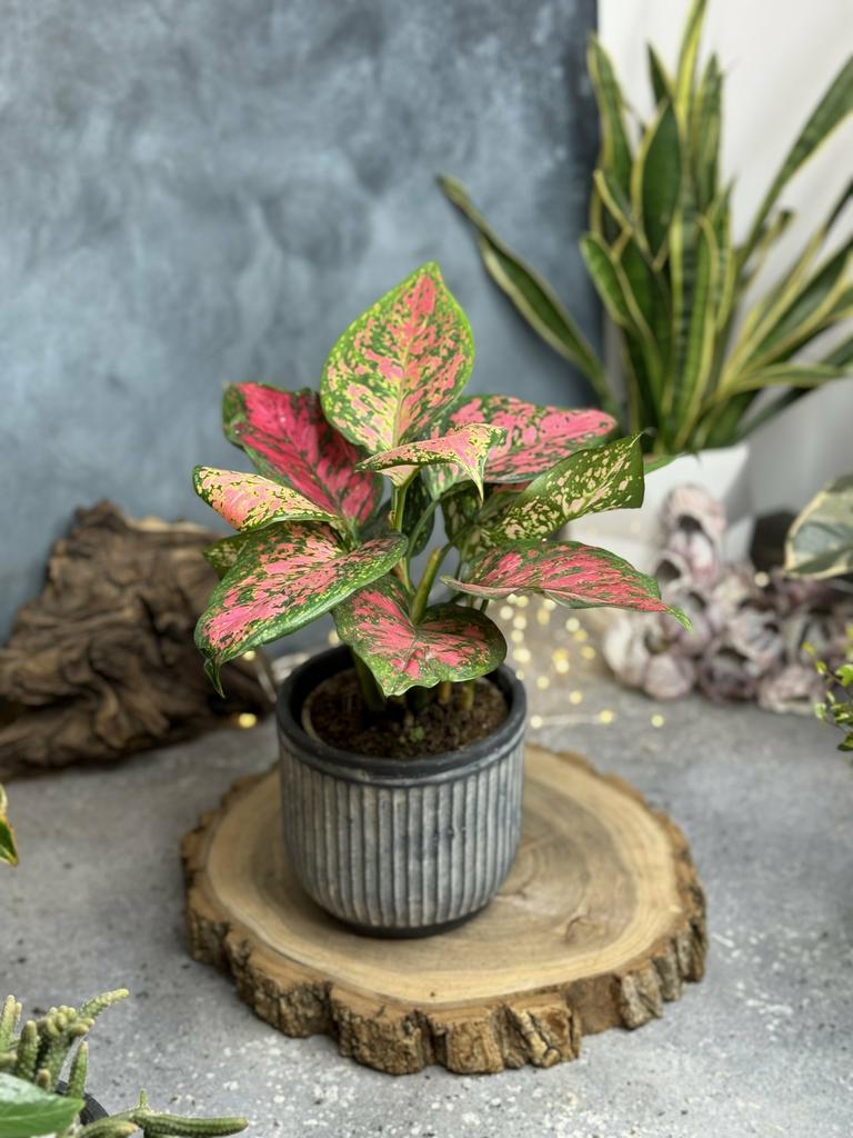 Аглаонема Споттед Стар