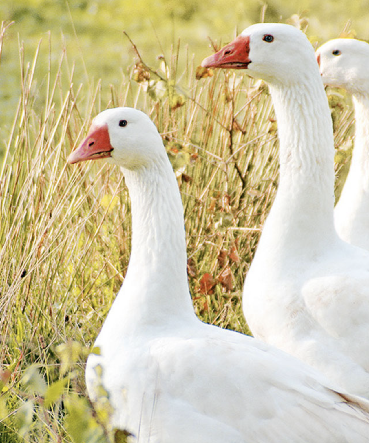 Одеяло из пуха белого венгерского гуся TRAUMINA Cube down, класс тепла WK2, 155*200 см