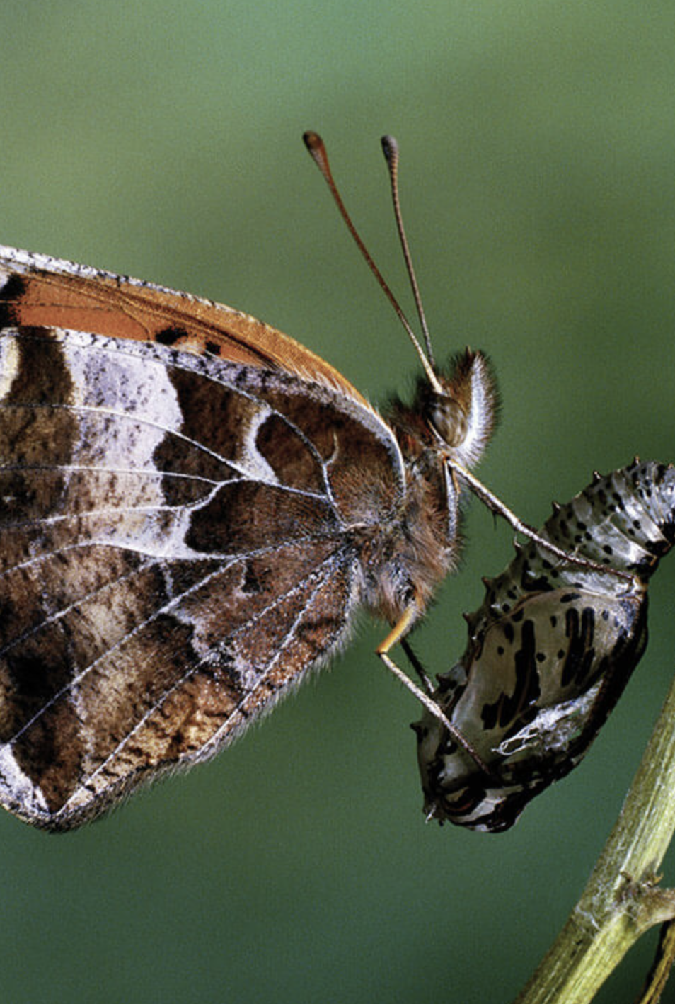 Одеяло из шелка Туссах TRAUMINA Cube seide WK2, 2 размера