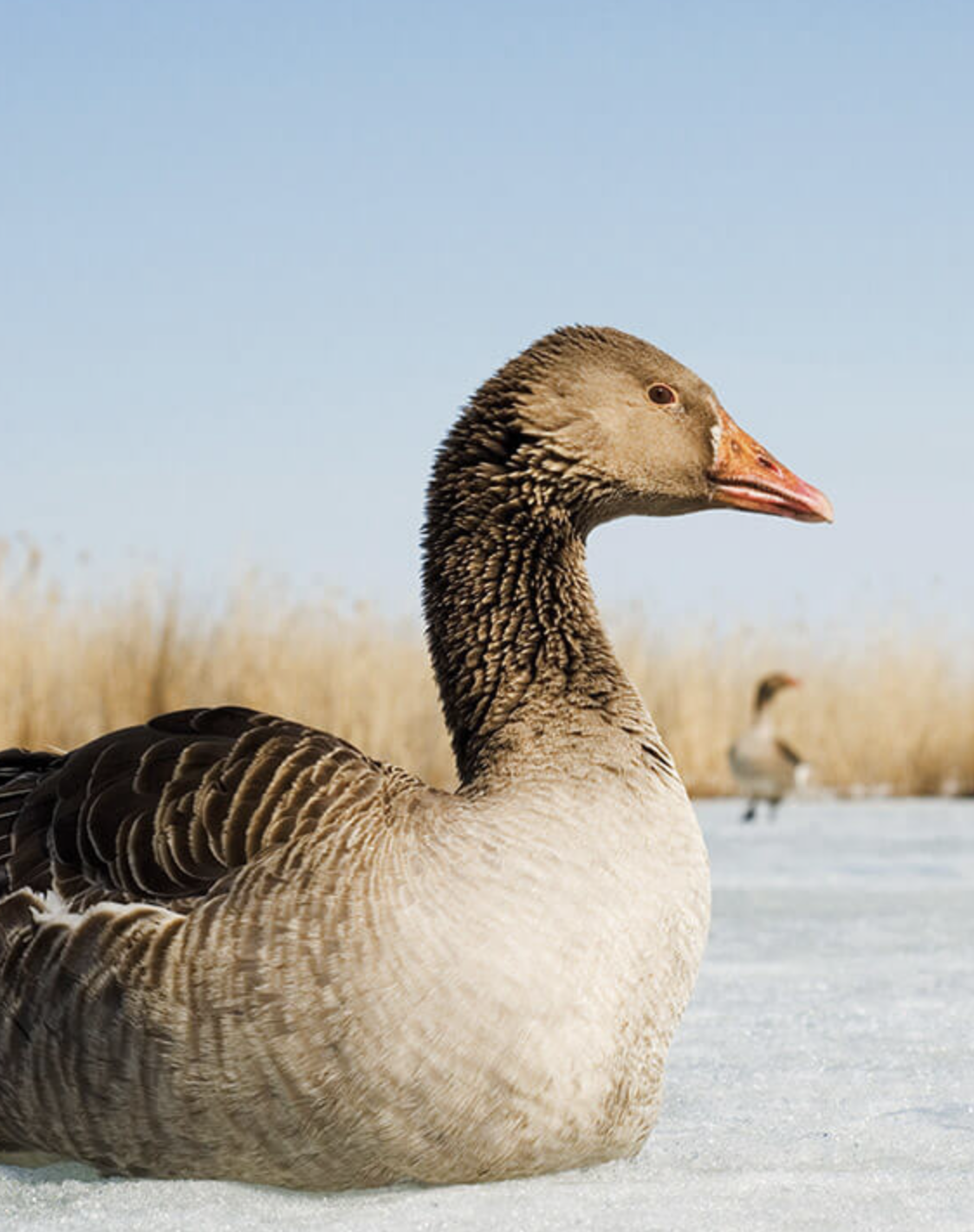 Одеяло из пуха мазурийского гуся TRAUMINA Еxclusive body daune, класс тепла WK2, 200x220cm