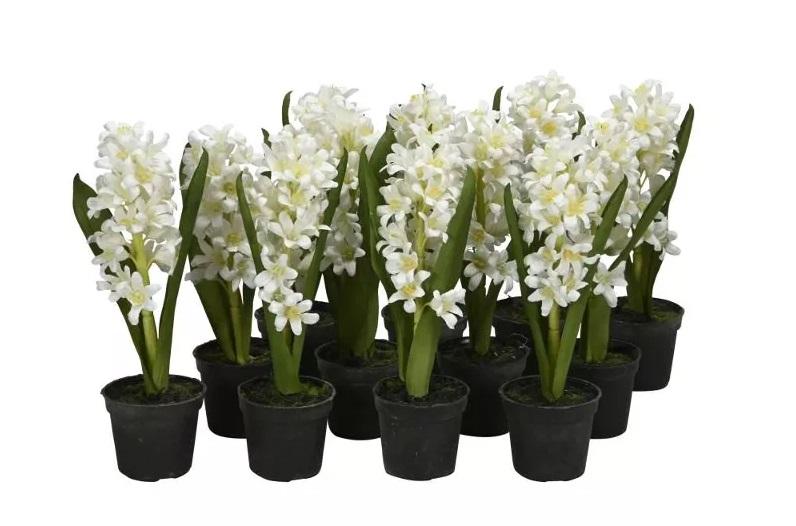 Гицинт в кашпо