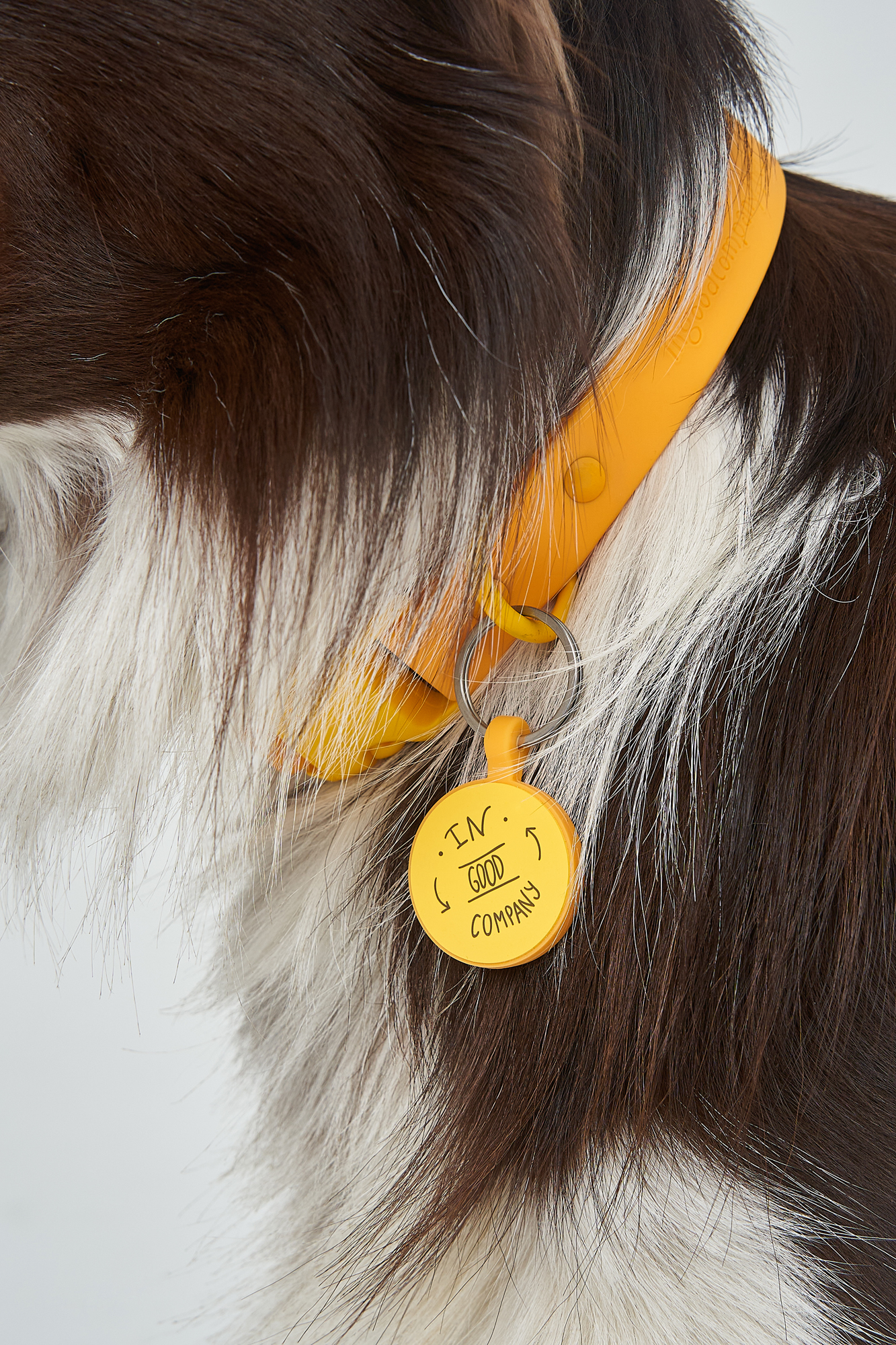 ID Адресник PetComeBack в цвете Спелый Манго