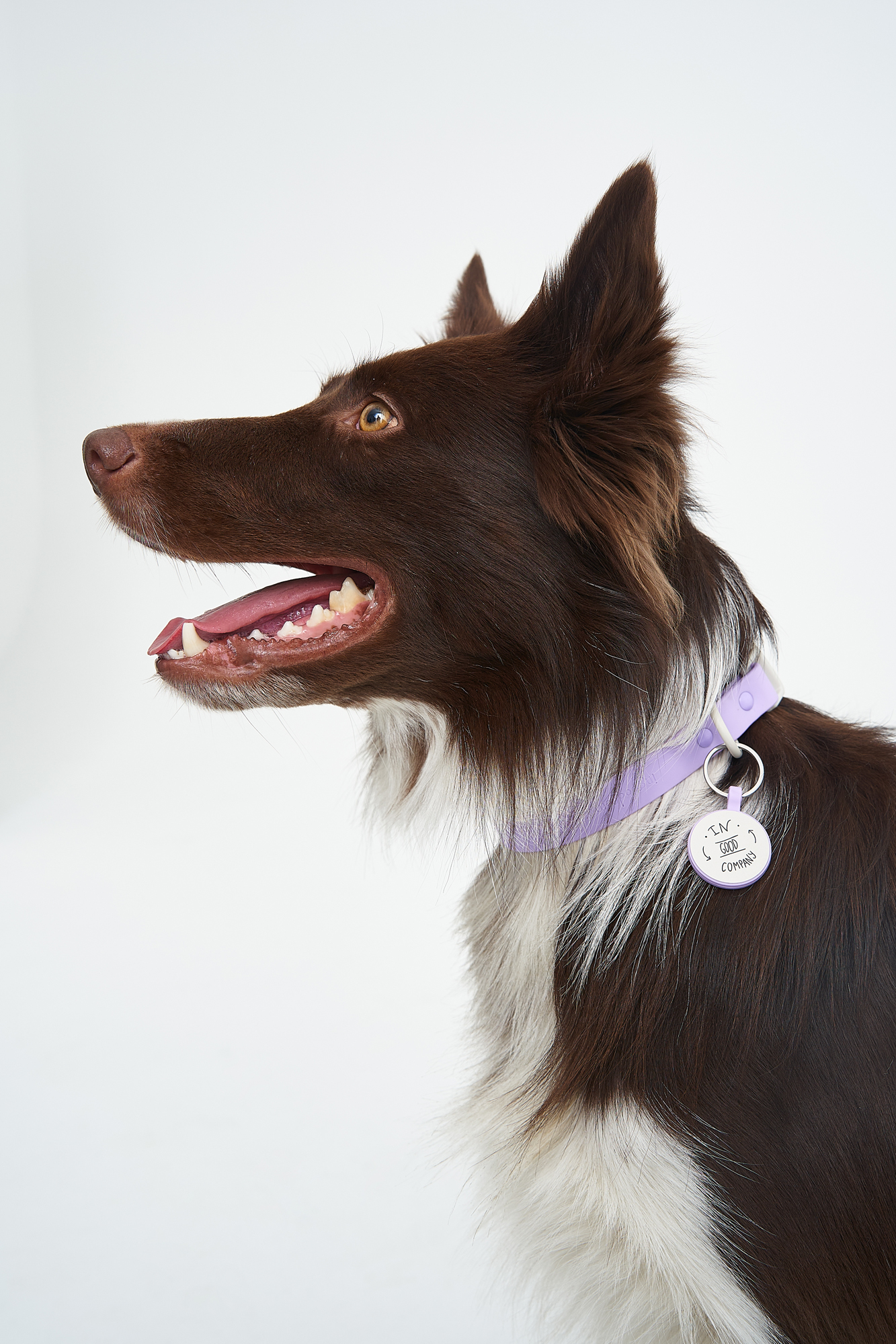 ID Адресник PetComeBack в цвете Фиолетово