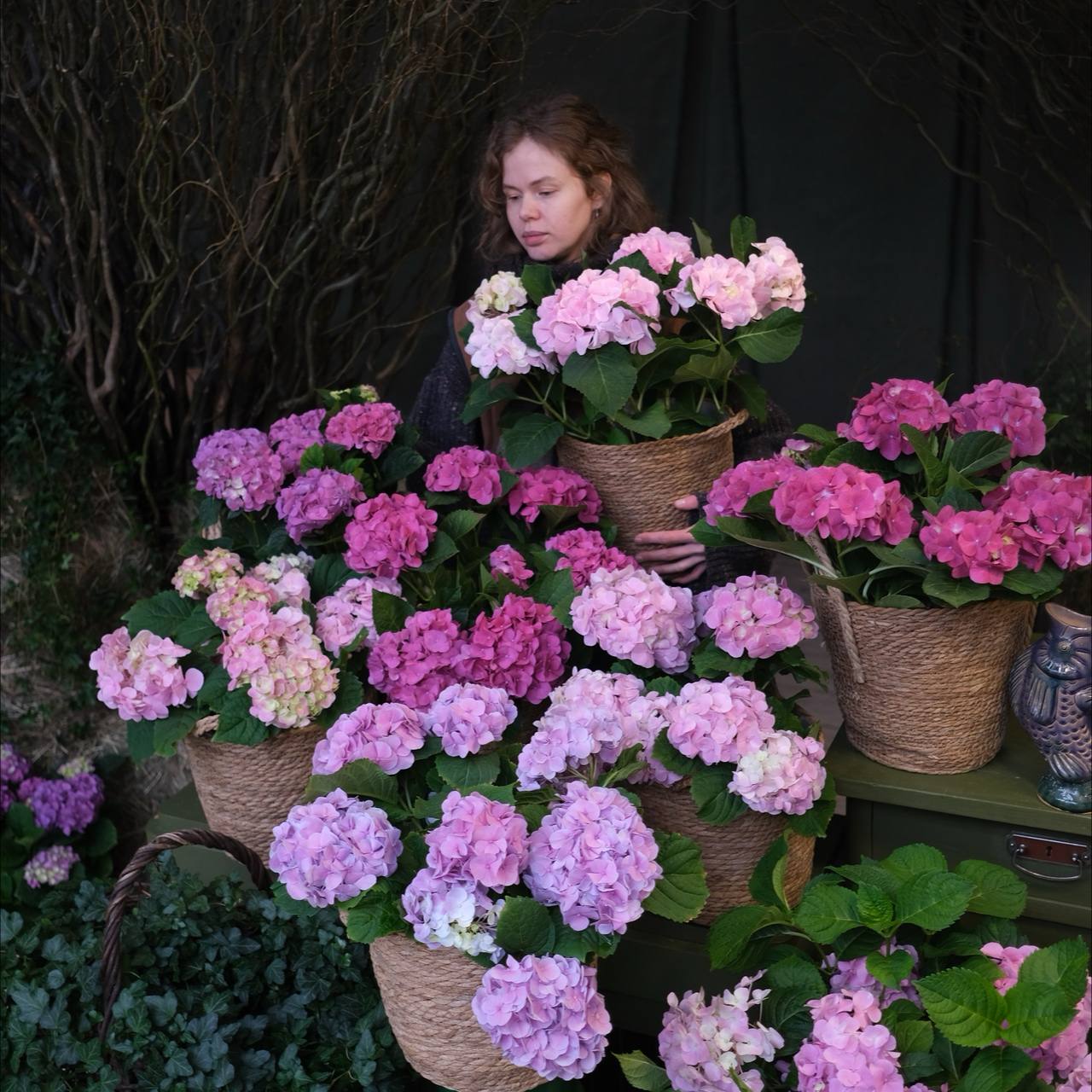 Сад гортензий