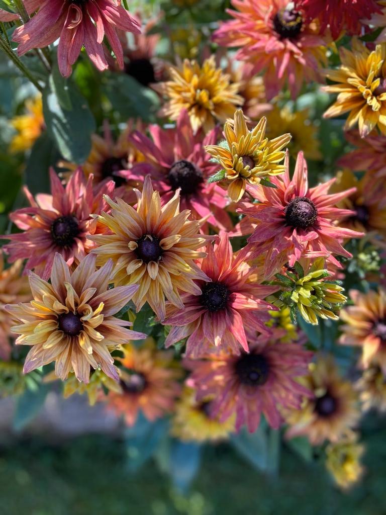 Rudbeckia Sahara