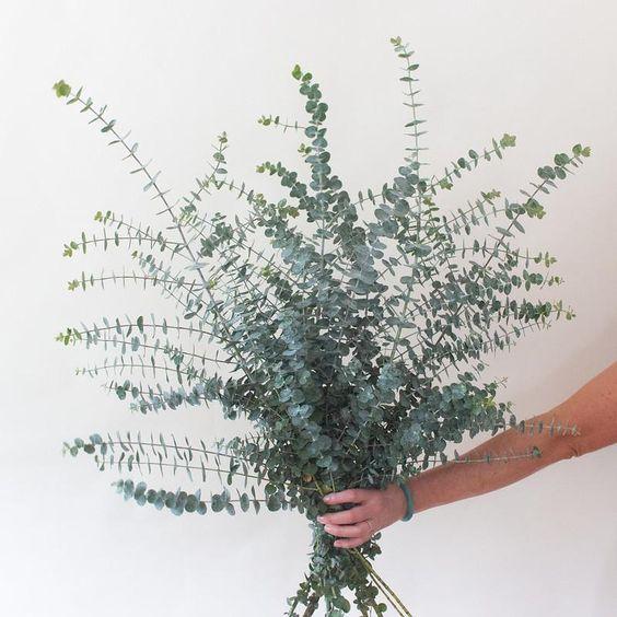 Eucalyptus Baby blue