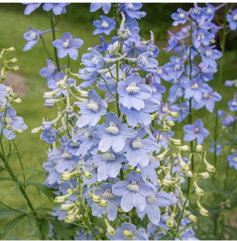 Delphinium Cliveden Beauty