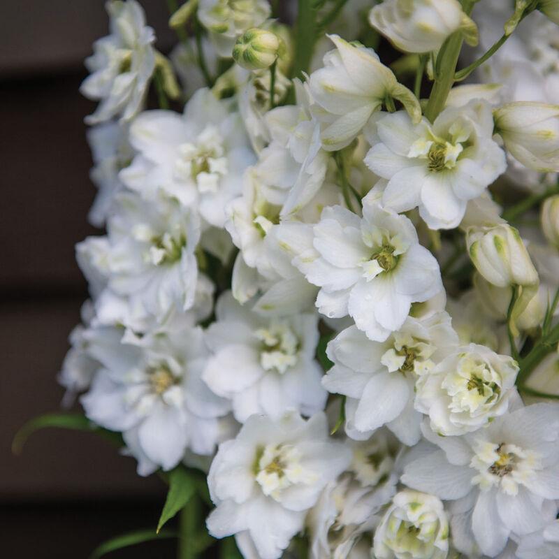 Delphinium Magic Fountains Pure White