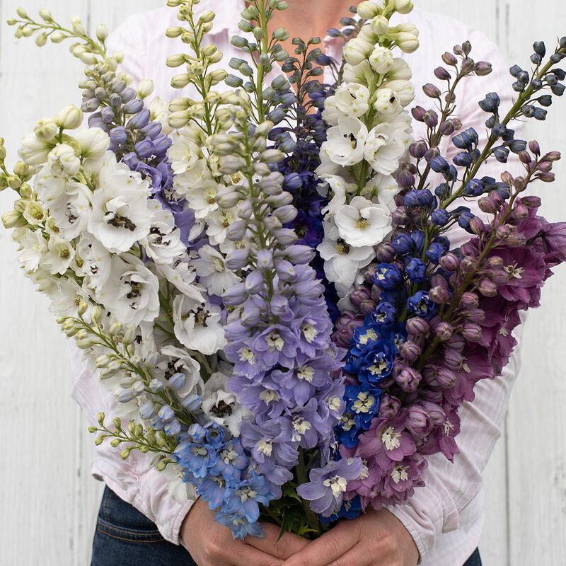 Delphinium Magic Fontains MIX