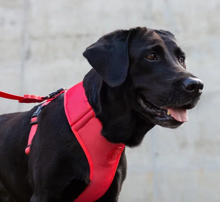 МЯГКАЯ ШЛЕЙКА-МАЙКА ZEE.DOG SOLIDS, NEON CORAL