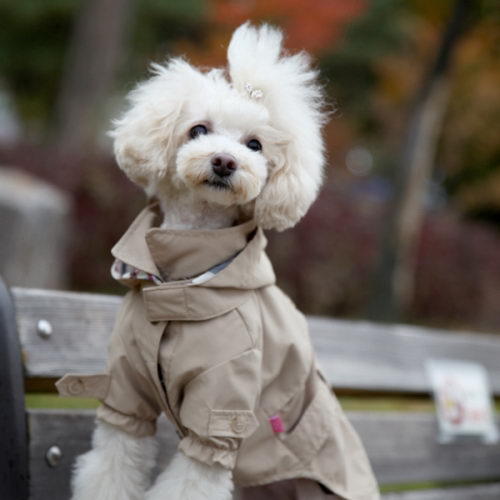 PINKAHOLIC Плащ с капюшоном CLARIS, бежевый