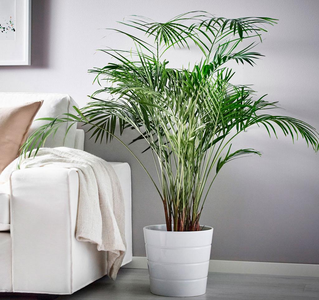 Хризолидокарпус