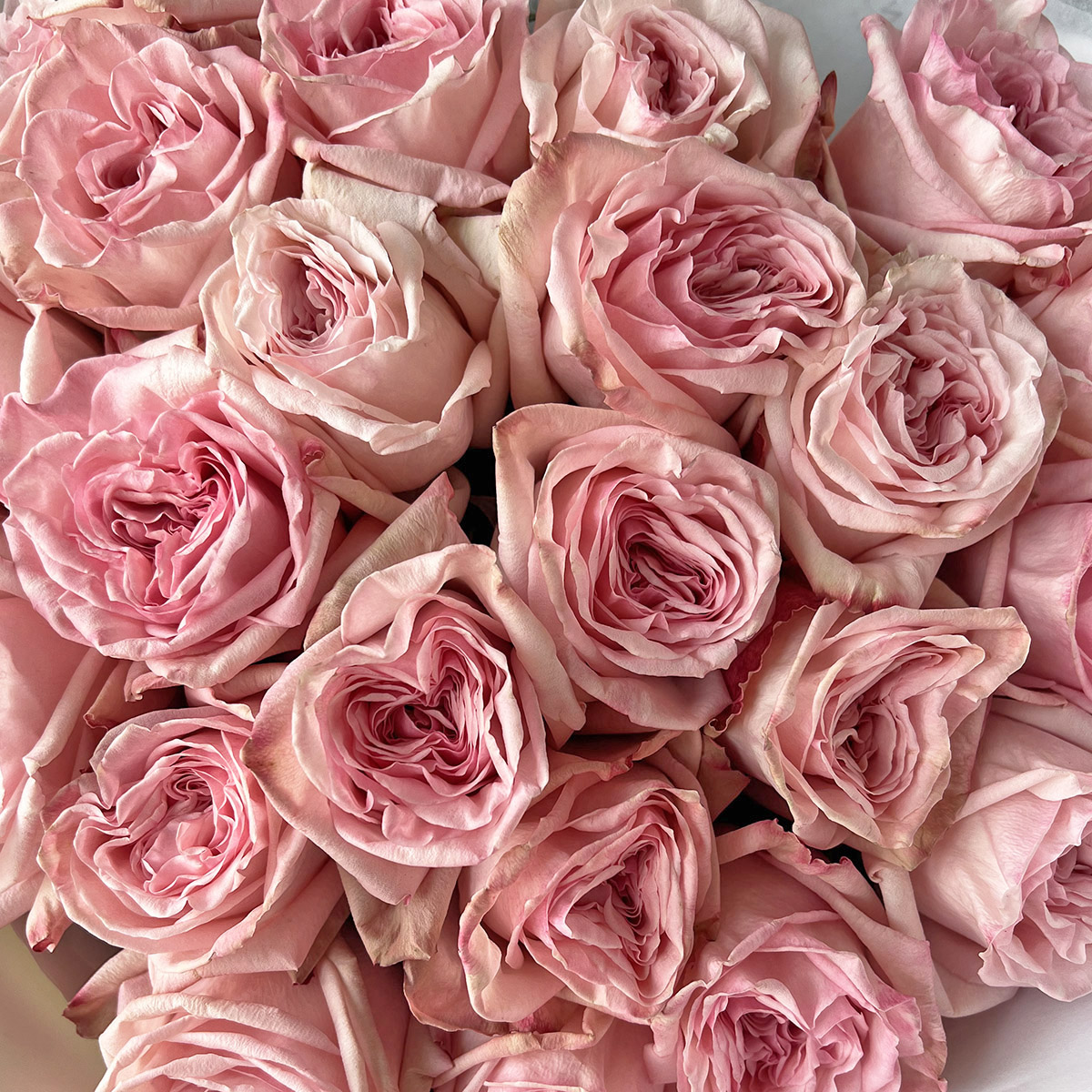 Пионовидные розы Пинк О'Хара