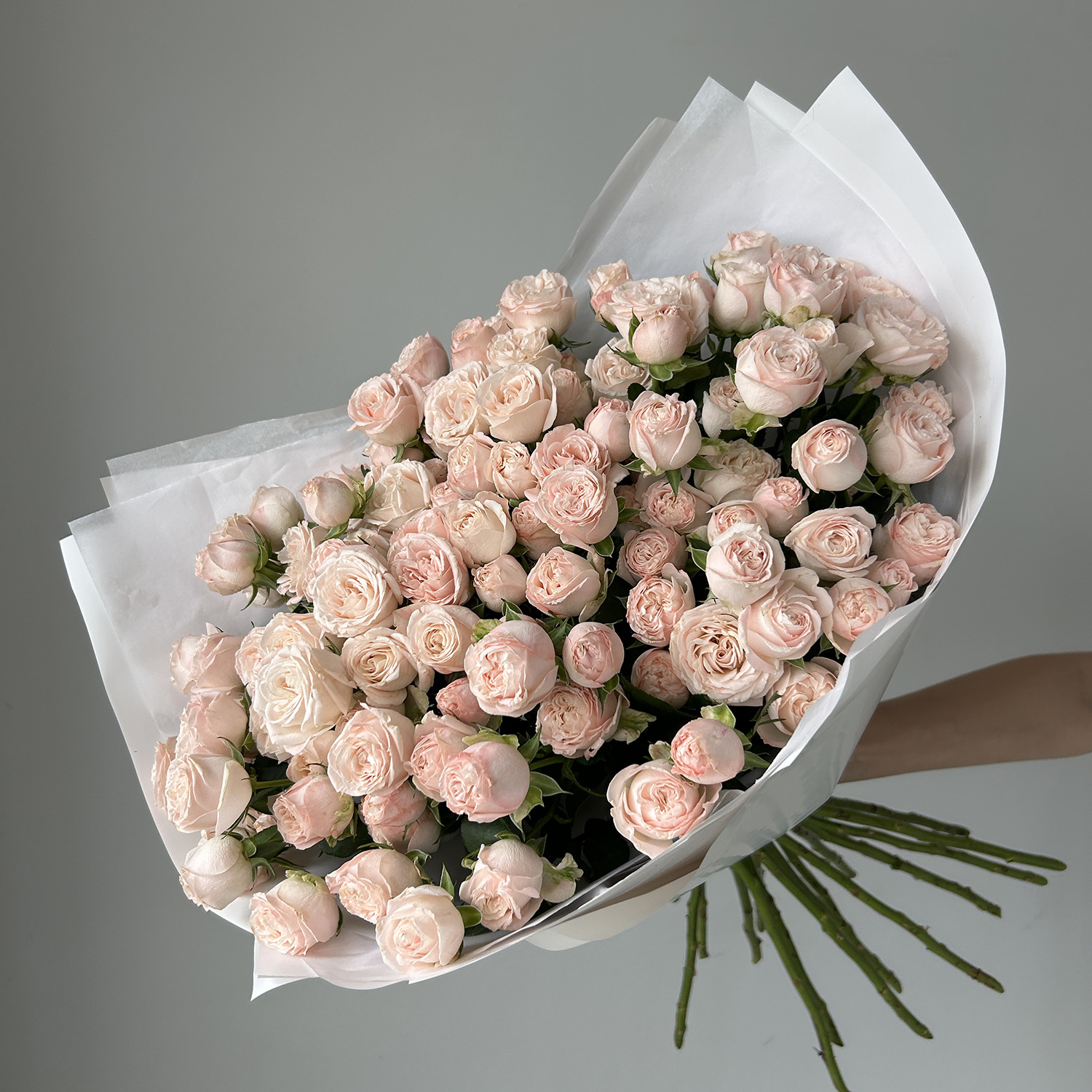 Пудровые пионовидные кустовые розы Бомбастик