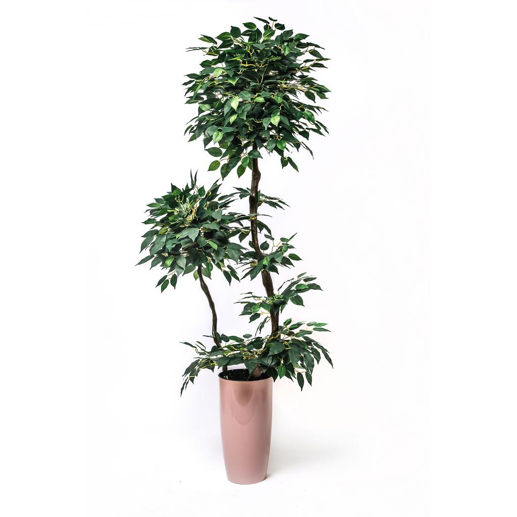 Фикус Зелёный с побегом