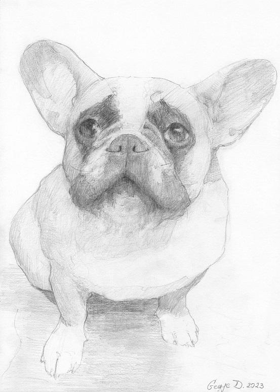 Custom order with pet | Pencil | Size 14 x 11 inches