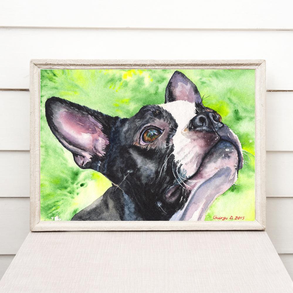 Print "Boston terrier" | Watercolor