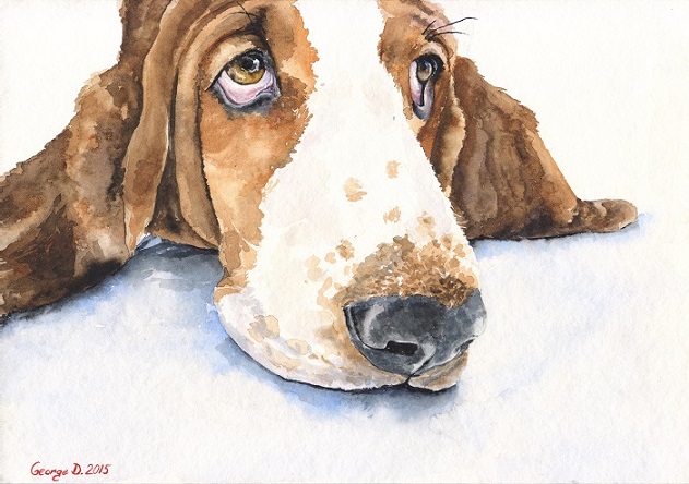 Print "Basset Hound" | Watercolor