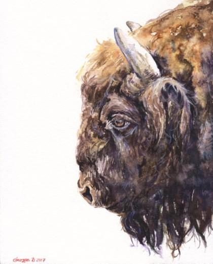 Print "Buffalo" | Watercolor
