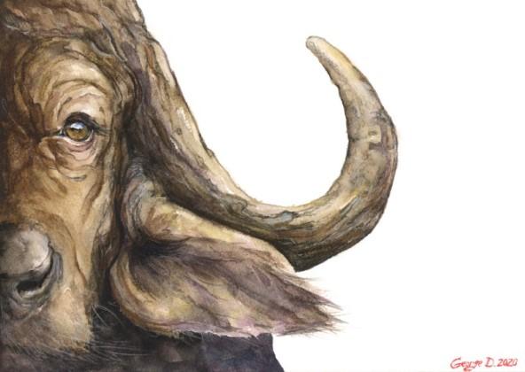 Print "Buffalo" | Watercolor