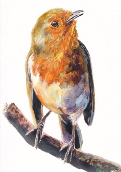 Print "European Robin" | Watercolor