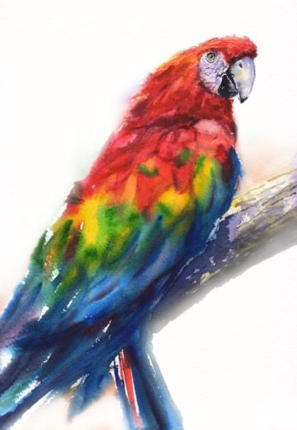 Print "Scarlet Macaw" | Watercolor