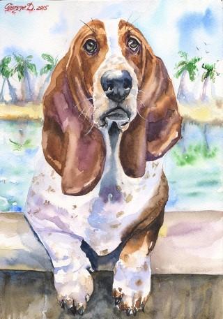 Print "Basset Hound" | Watercolor