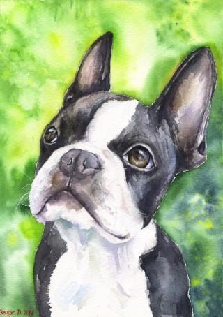 Print "Boston terrier" | Watercolor