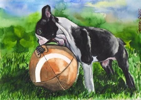 Print "Boston terrier" | Watercolor